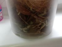 Лот: 18054524. Фото: 4. Орхидея ванда. Красноярск
