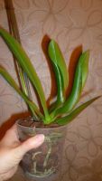 Лот: 6403870. Фото: 5. орхидея фаленопсис (пелоричная...
