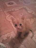Лот: 4515286. Фото: 3. котята. Растения и животные