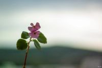 Лот: 17999395. Фото: 7. Nikon Lens Series E 50mm 1.8