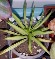 Лот: 13845065. Фото: 2. Пеперомия (Peperomia ferreyra). Комнатные растения и уход