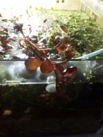 Лот: 11922360. Фото: 2. Людвигия рубин водное растение. Аквариумистика