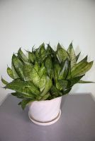 Лот: 8607813. Фото: 4. Сансевиерия с горшком. Красноярск