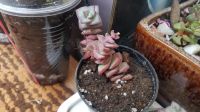 Лот: 13866962. Фото: 4. Крассула Crassula nealiana x rupestre... Красноярск