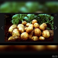 Лот: 8114592. Фото: 2. Картофель домашний. Экологически... Продукты