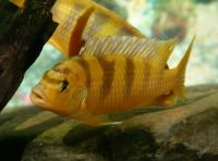 Лот: 16200454. Фото: 2. Псевдотрофеус Ломбардо (Pseudotropheus... Аквариумистика