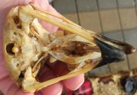 Лот: 15109992. Фото: 7. череп орла