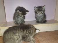 Лот: 15077409. Фото: 4. Котята. Красноярск