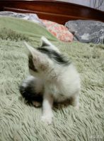 Лот: 10775182. Фото: 2. Котята. Животные и уход