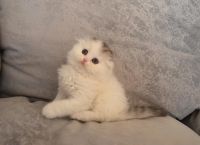 Лот: 5364141. Фото: 2. Хайленд вислоухий шоу класса. Животные и уход