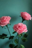 Лот: 11489662. Фото: 3. Ростовые цветы( Розы). Сувениры, подарки