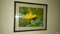 Лот: 13388866. Фото: 3. Картина для интерьера Пчела у... Коллекционирование, моделизм