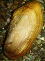 Лот: 346646. Фото: 2. Улитка Pilsbryoconcha exilis. Аквариумистика