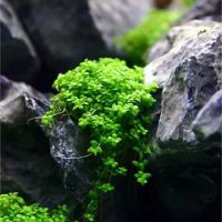 Лот: 25415947. Фото: 3. Хемиантус Куба - Hemianthus callitrichoides... Растения и животные