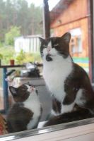Лот: 14573736. Фото: 5. Котята.