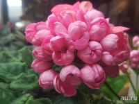 Лот: 11670704. Фото: 2. Пеларгония Pink Pandora ( цветущее... Комнатные растения и уход