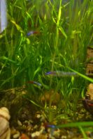 Лот: 7582088. Фото: 5. Валлиснерия спиральная 1 шт.