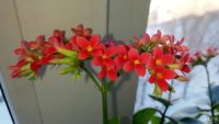 Лот: 6809901. Фото: 2. Каланхоэ. Комнатные растения и уход