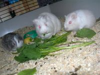 Лот: 2561665. Фото: 2. Морская свинка. Девочка. Животные и уход