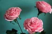 Лот: 11489662. Фото: 2. Ростовые цветы( Розы). Цветы, букеты