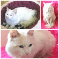 Лот: 7047663. Фото: 2. Кошки белого окраса. Животные и уход