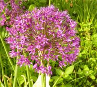 Лот: 4388081. Фото: 2. Лук декоративный Allium. Семена, рассада, садовые растения