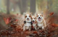 Лот: 11216026. Фото: 7. Nikon D300s body (new)