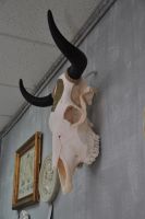 Лот: 7144855. Фото: 3. череп быка. Коллекционирование, моделизм