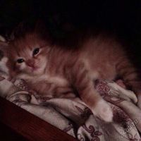 Лот: 5628672. Фото: 3. Котят отдам , только в добрые... Растения и животные