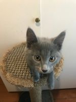 Лот: 15306905. Фото: 6. Котёнок 3 месяца (девочка)