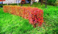 Лот: 7670033. Фото: 5. Саженцы Кизильник блестящий (Cotoneaster...