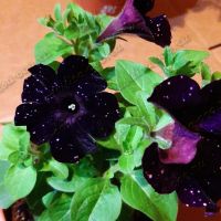 Лот: 15677913. Фото: 4. Рассада вегетативной петунии. Красноярск