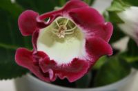 Лот: 4152909. Фото: 5. Глоксиния в горшке (цена - за...