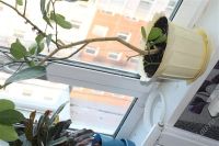 Лот: 2408082. Фото: 3. Лимон плодоносящий с горшком. Растения и животные