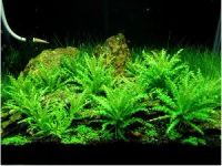 Лот: 6518567. Фото: 2. Pogostemon helferi (Погостемон... Аквариумистика