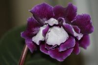 Лот: 3212015. Фото: 2. Глоксиния 34. Комнатные растения и уход