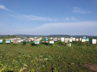 Лот: 15773816. Фото: 3. Мед от пчеловода. Урожай 2020. Красноярск