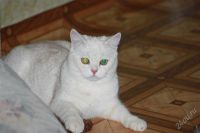 Лот: 2579963. Фото: 2. Британские котята с документами. Животные и уход