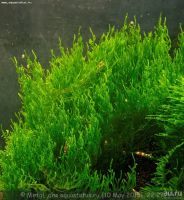 Лот: 13352811. Фото: 3. Мох Пламя - Flame Moss для аквариума. Растения и животные