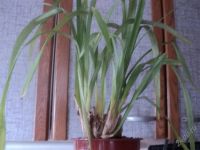 Лот: 2658262. Фото: 2. орхидея-цимбидиум1. Комнатные растения и уход