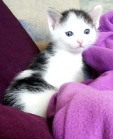 Лот: 5694601. Фото: 2. котик. Животные и уход