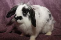 Лот: 9321023. Фото: 5. Карликовые кролики