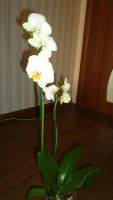Лот: 3535386. Фото: 5. орхидей фаленопсис №32 (желтая...