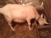 Лот: 3377513. Фото: 2. Продам козу 2 года. Животные и уход