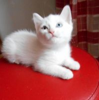 Лот: 16865329. Фото: 5. Белоснежный котёнок