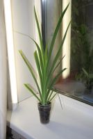 Лот: 4213455. Фото: 4. Беламканда китайская (леопардовая... Красноярск