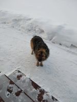 Лот: 17297723. Фото: 4. Отдам собаку в хорошие руки. Красноярск