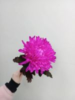 Лот: 25604826. Фото: 3. хризантема Антонов цветы. Сувениры, подарки
