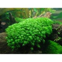 Лот: 16761098. Фото: 5. Мох Феникс мини (Fissidens Mini...