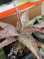 Лот: 7454016. Фото: 2. Алоэ Pink Brush x Show Flake... Комнатные растения и уход